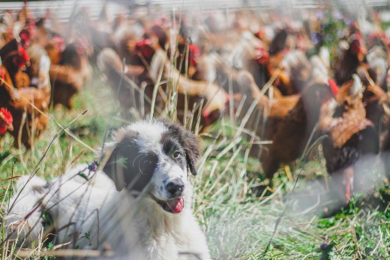 Farm Fest and Family Fun