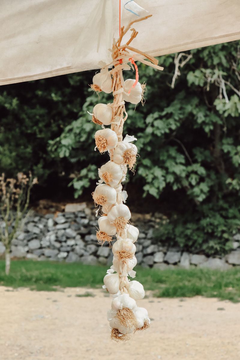 Farm Tables Piled High With Fresh Bulbs