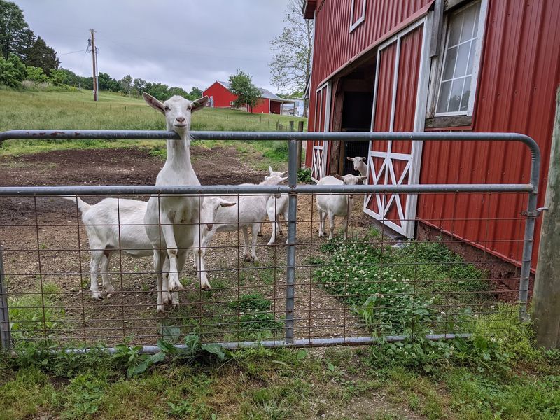 Feeding Goats And Joining The Fun Feeding Goats And Joining The Fun