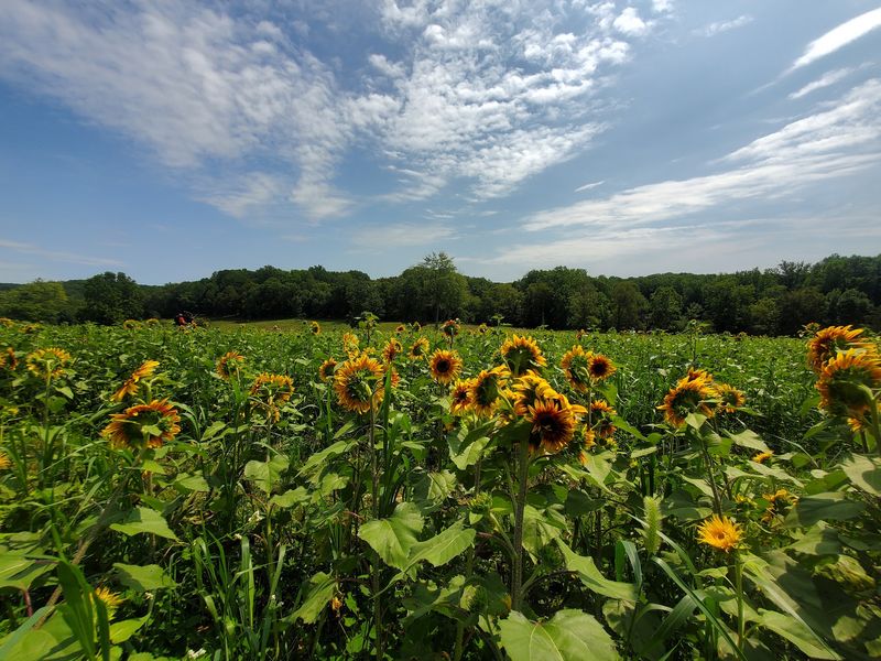 Festivals, Camps, and Cooking Classes