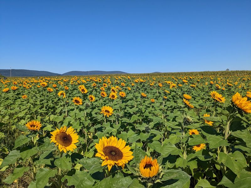 Fill a Bouquet With Sunflowers You Picked Yourself Fill a Bouquet With Sunflowers You Picked Yourself