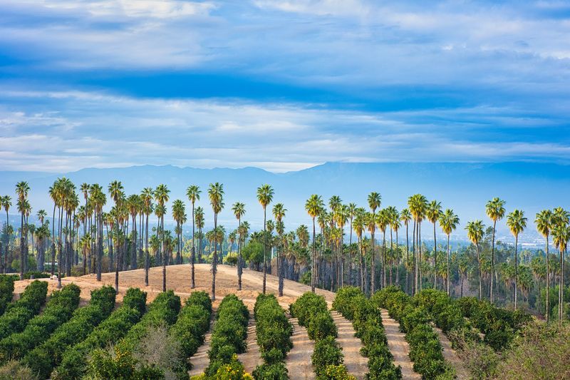 Finish the Trip With More Riverside Citrus Stops