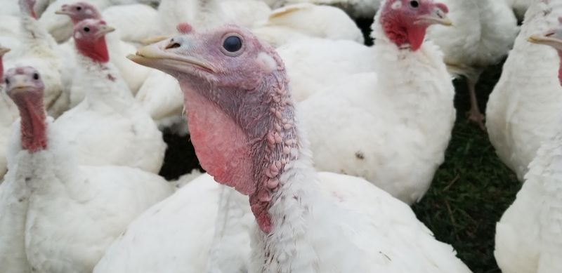 Five Birds Started a Flock That Never Stopped Growing