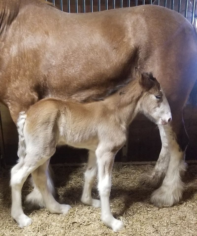 Foals, Genetics, and a Peek at Breeding Life