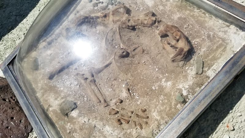 Fossil Replicas Wait Right Where The Real Ones Were Found
