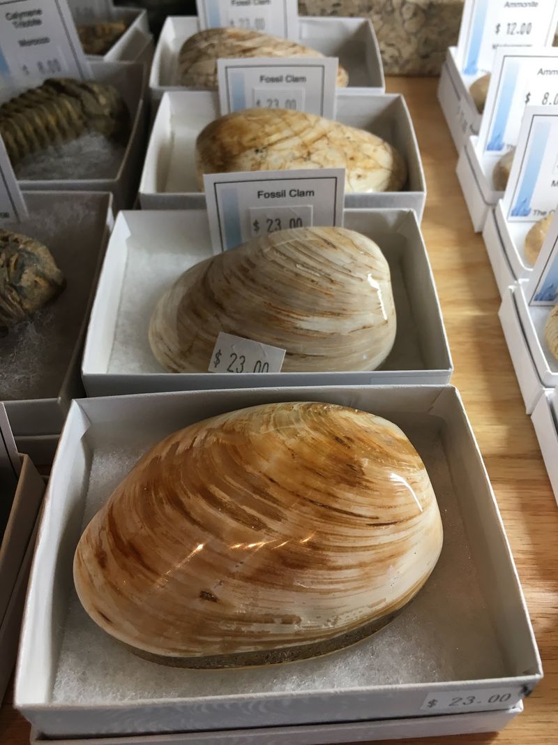 Fossils That Time Forgot