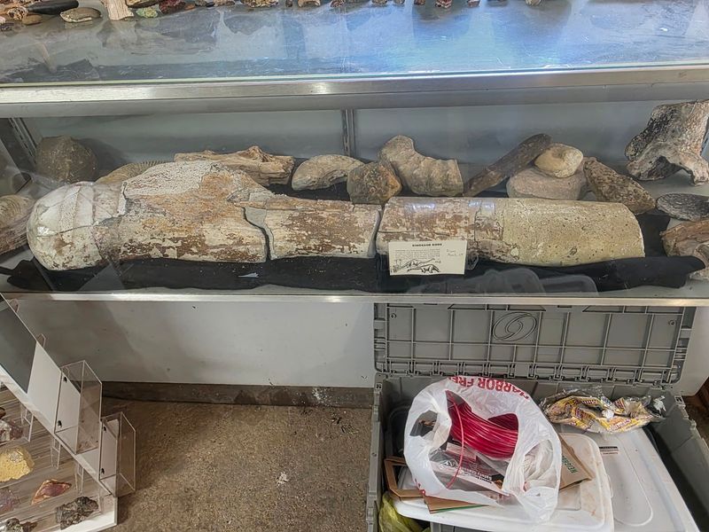 Fossils Waiting to Be Discovered Fossils Waiting to Be Discovered