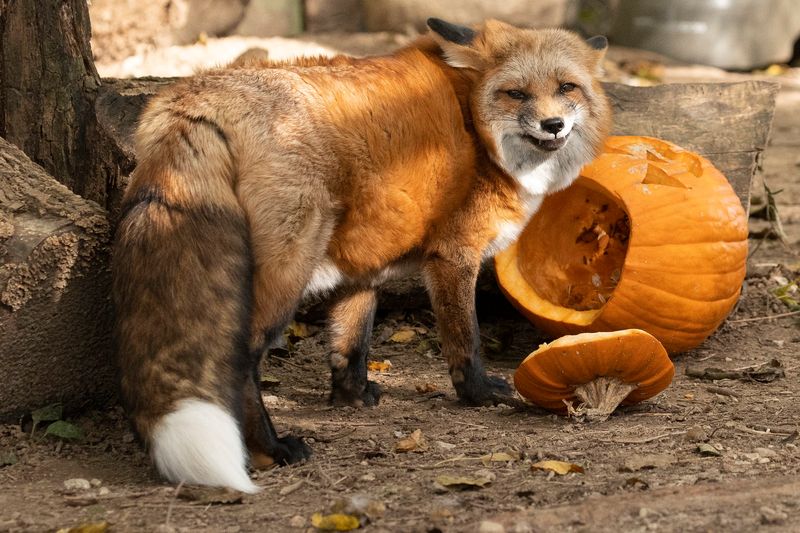 Foxes, Bison, and a Box Turtle Join the Cast Foxes, Bison, and a Box Turtle Join the Cast