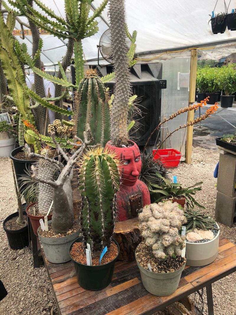 From A Home Business To A Texas Plant Destination From A Home Business To A Texas Plant Destination