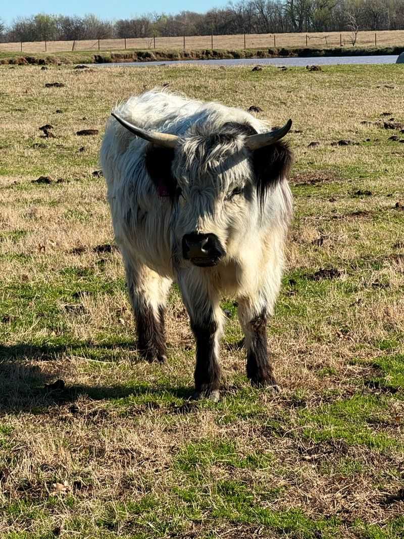 From Scottish Hillsides to Oklahoma Grass