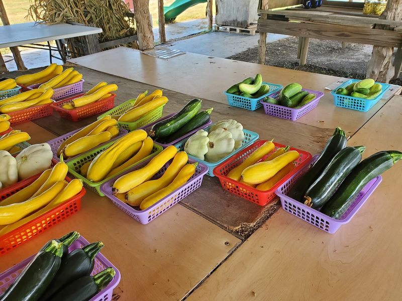 Garden-Fresh Vegetables Picked at Their Peak