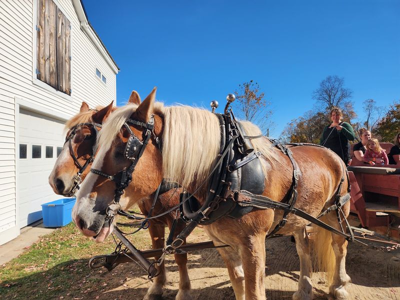 Gentle Giants Called Belgians Do Real Work Here
