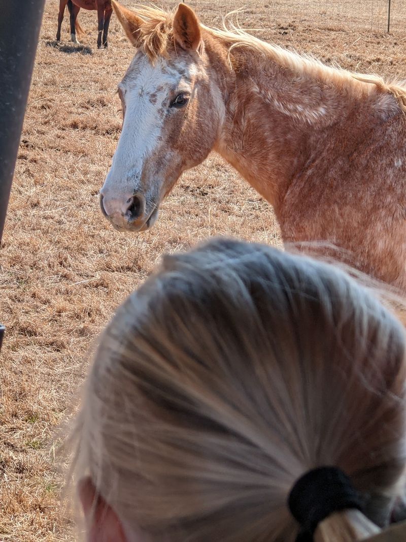 Gentle Horses You Can Actually Pet Gentle Horses You Can Actually Pet