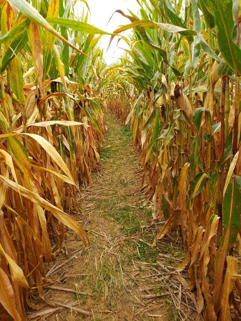Getting Pleasantly Lost in the Corn Maze