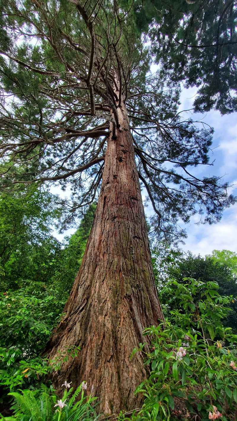 Giant Old Trees With Stories to Tell Giant Old Trees With Stories to Tell