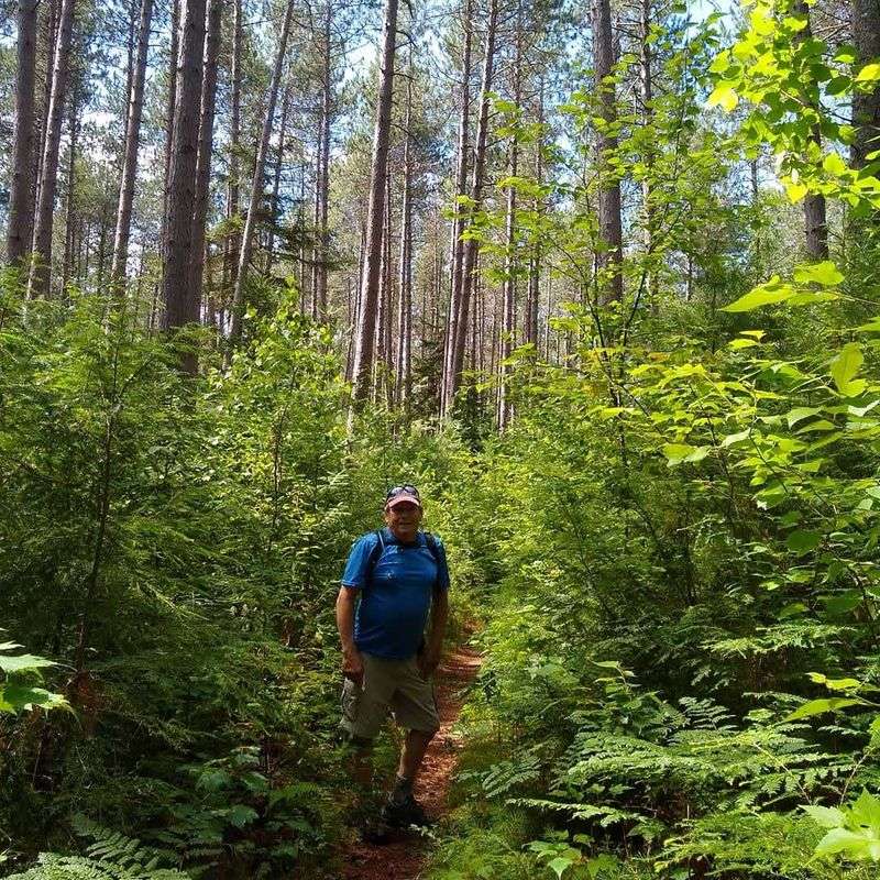 Giant Pines and Quiet Trails
