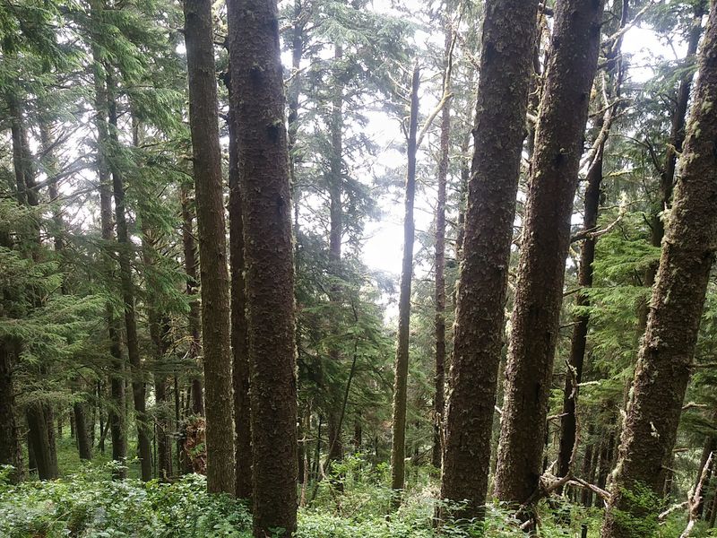 Giant Spruce Trees Do Most Of The Talking