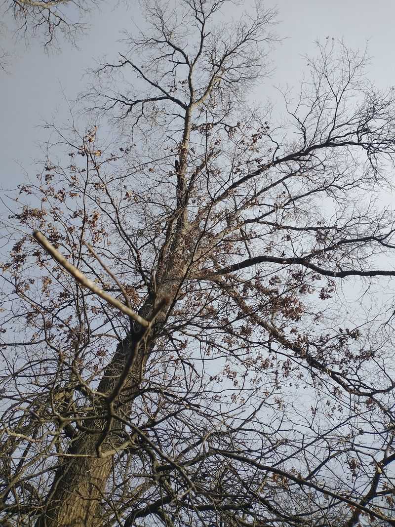 Giants of the Bottomland Forest Giants of the Bottomland Forest