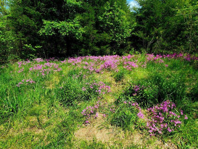 Glades, Wildflowers, And Quiet Woods