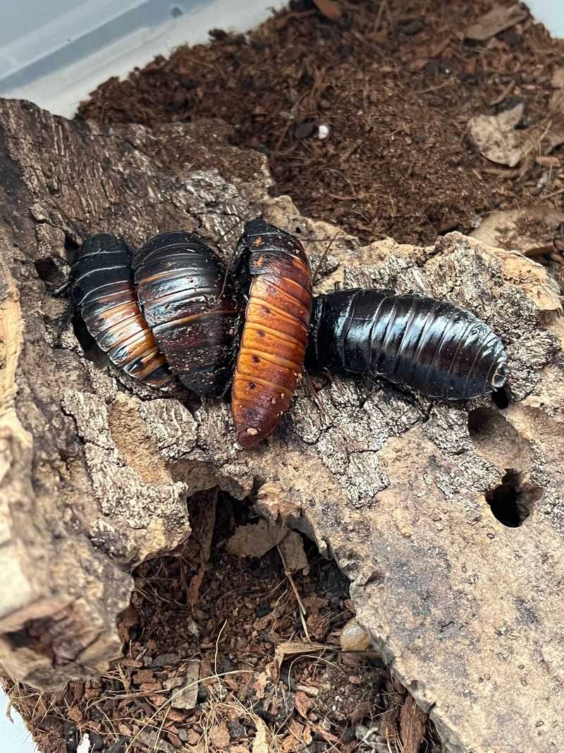 Go Ahead And Shake Hands With A Hissing Cockroach Go Ahead And Shake Hands With A Hissing Cockroach