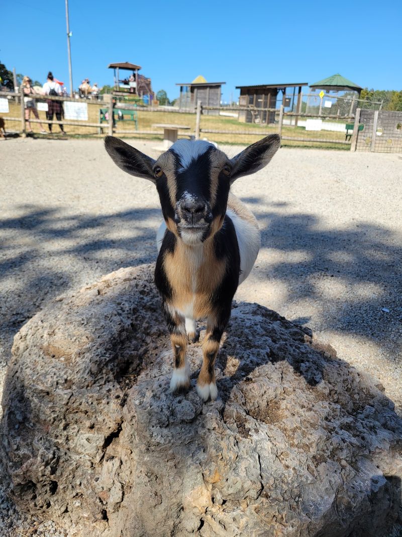 Goats, Bunnies, And The Classic Farm Crowd