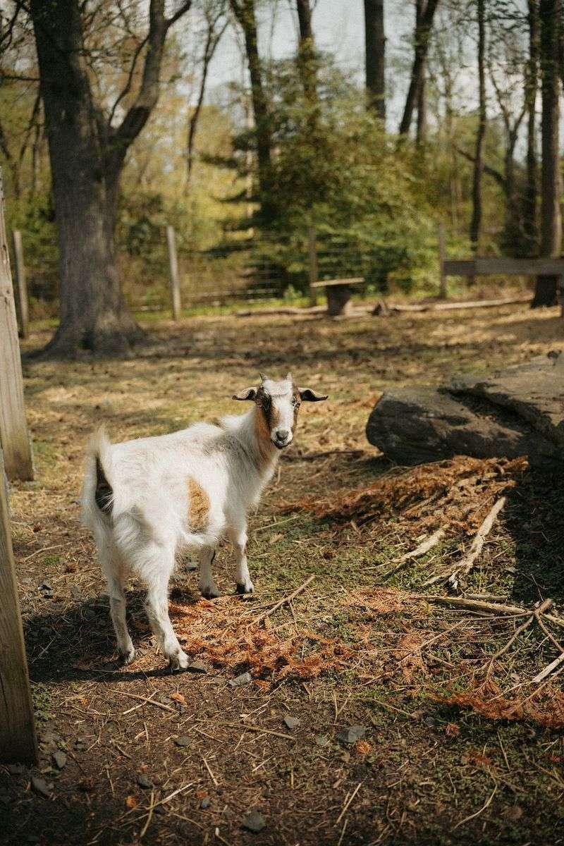 Goats, Chickens and Garden Paths Goats, Chickens and Garden Paths