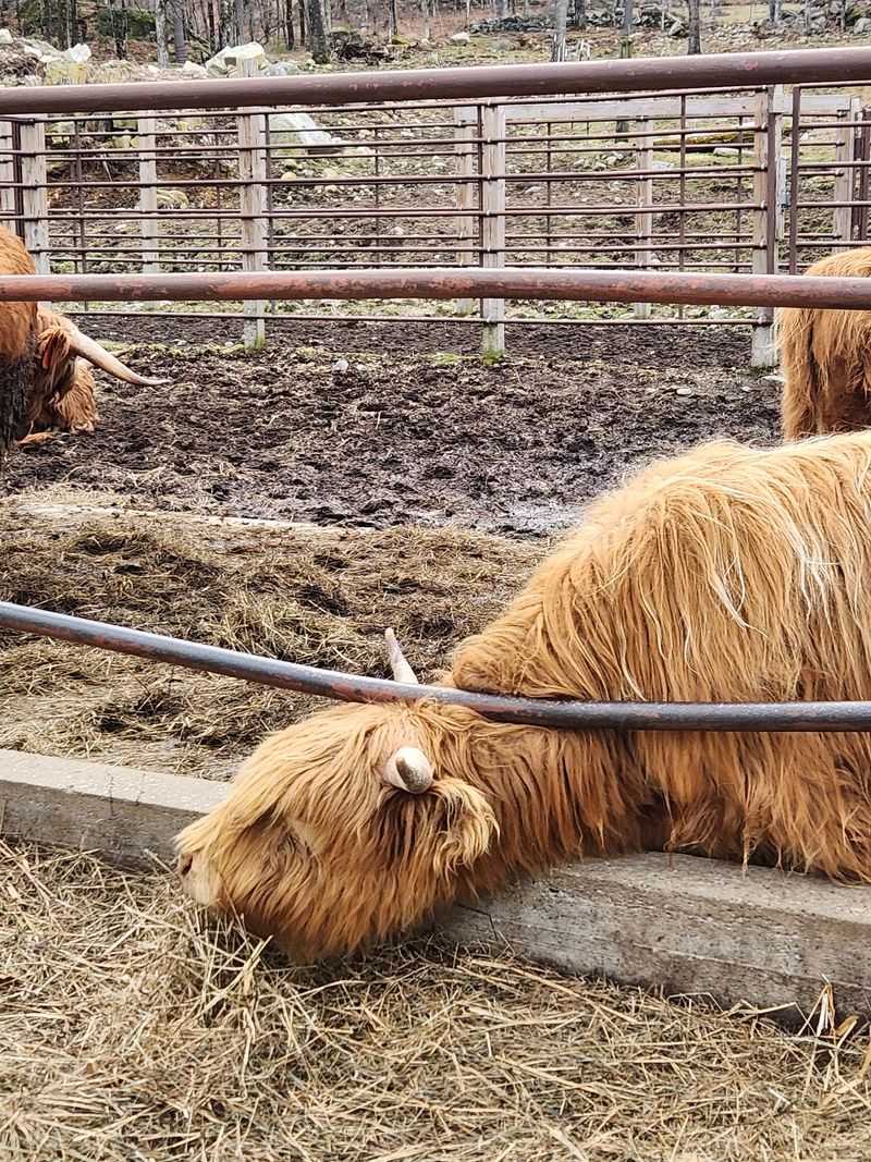 Goats, Chickens, and a Barnyard Party
