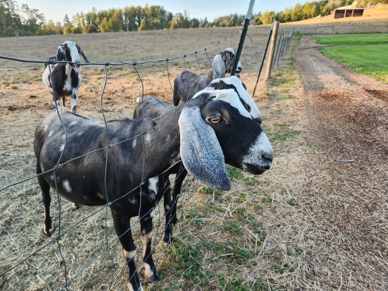 Goats, Cows, And Chickens Run The Welcome Committee