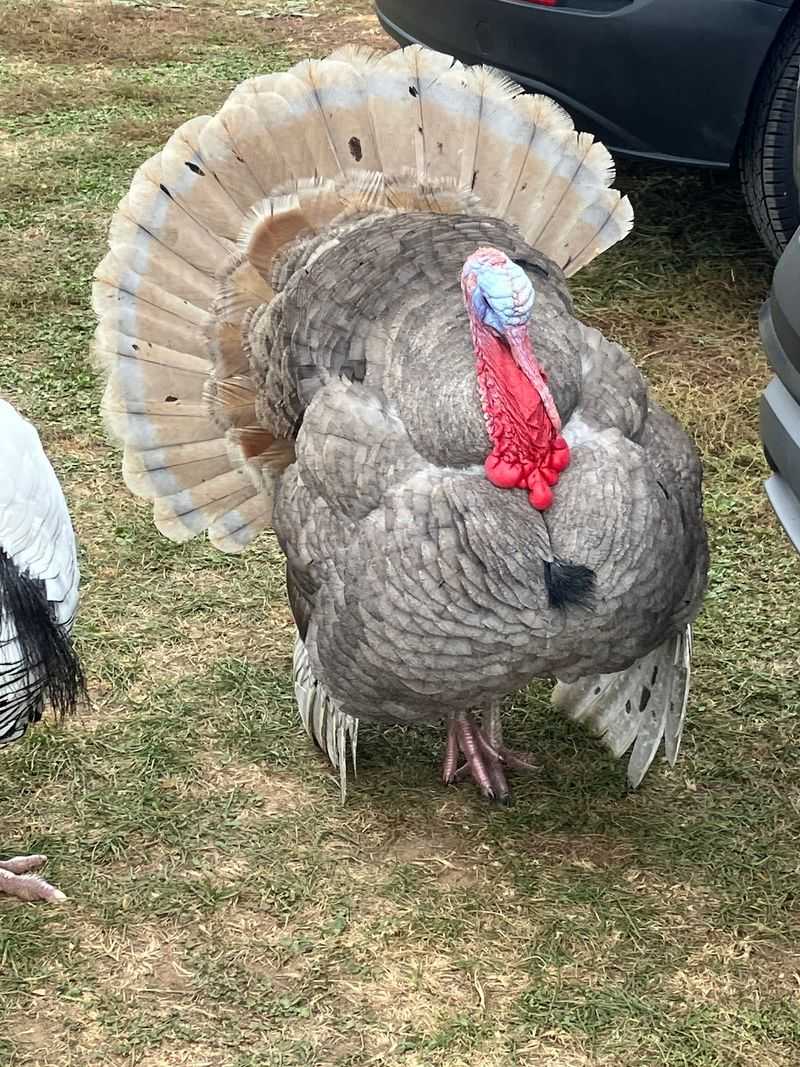 Goats, Donkeys and a Turkey With Opinions