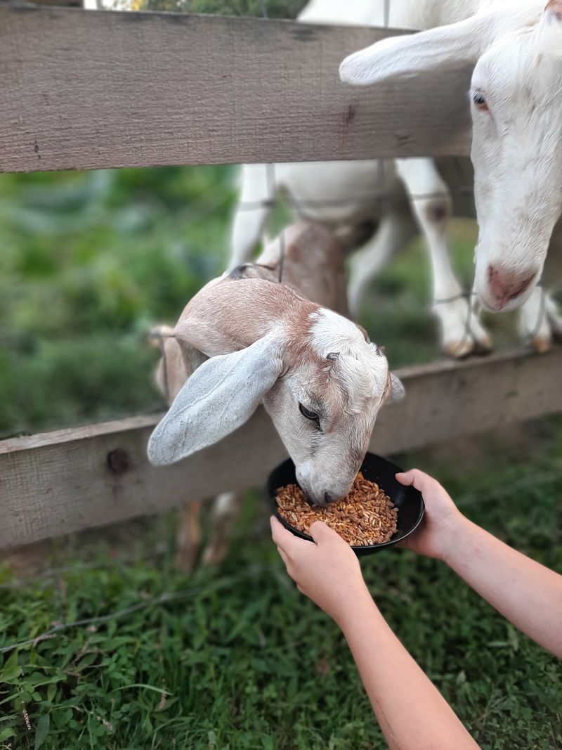 Goats, Games, and a Country Store