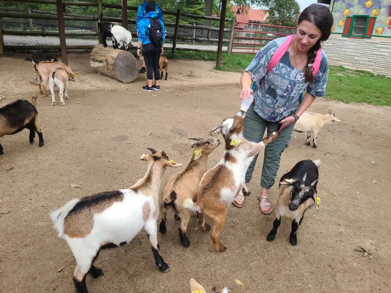 Goats Who Have Zero Chill Around Bottles Goats Who Have Zero Chill Around Bottles