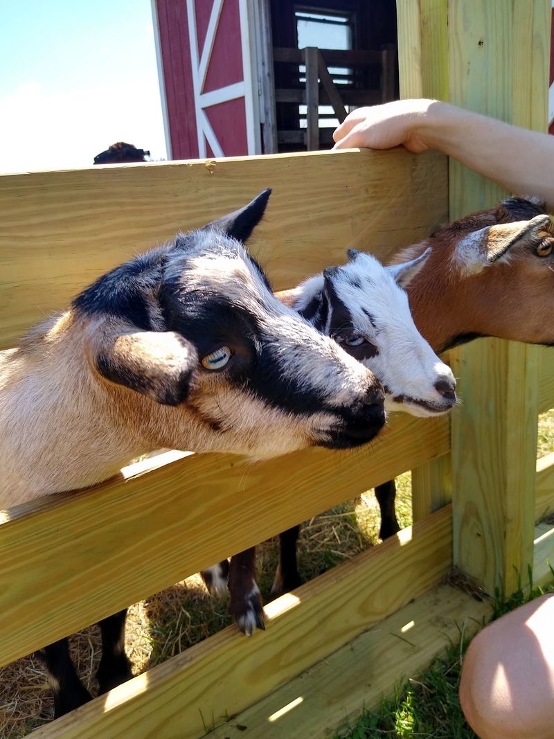 Goats With Big Personalities