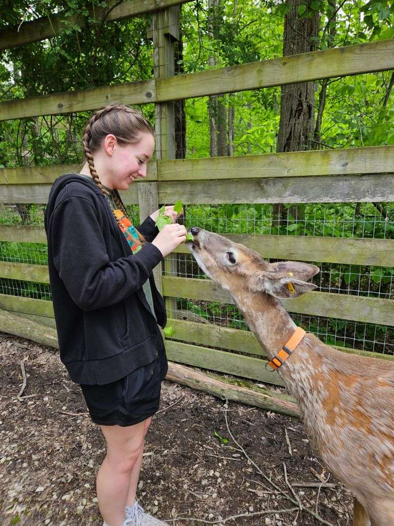 Goats on Swings and Deer Kisses Goats on Swings and Deer Kisses