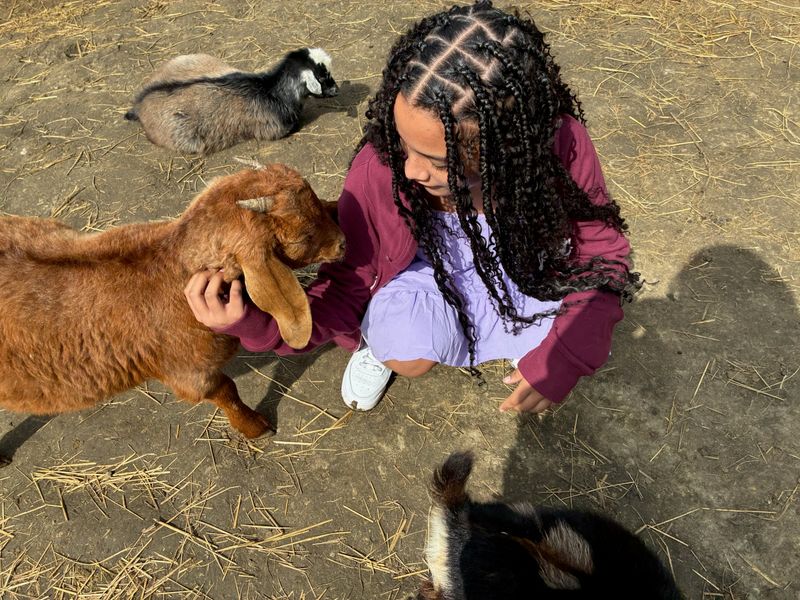 Goats on a Mission to Snack on Your Sleeve