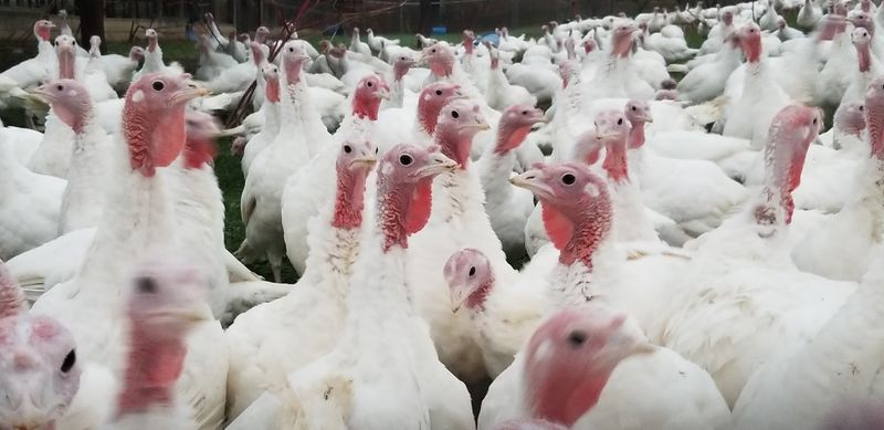 Good Neighbors Make a Big Farm Feel Small