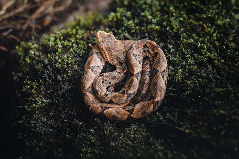 Good News For Hikers Who Get Nervous About Snakes Good News For Hikers Who Get Nervous About Snakes