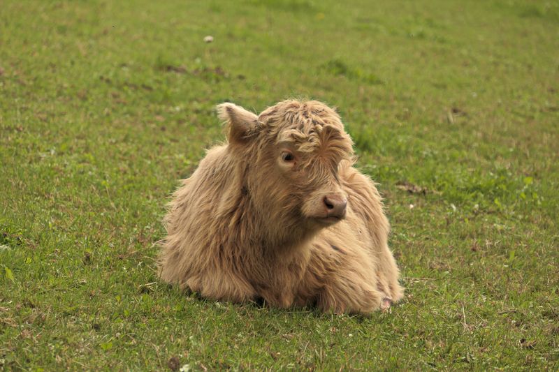 Grab A Brush Because These Fluffy Cows Expect Pampering Grab A Brush Because These Fluffy Cows Expect Pampering