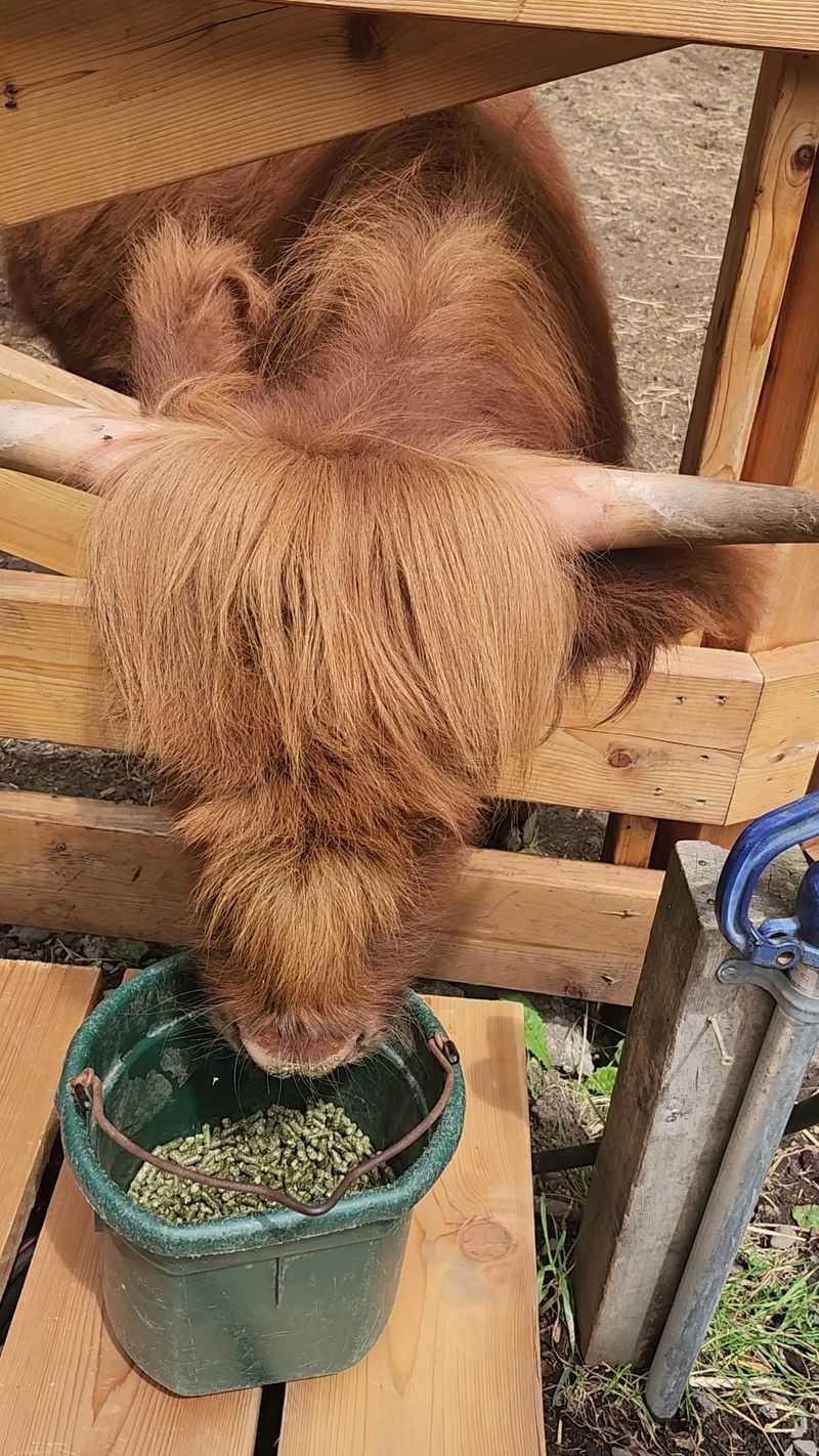 Grab A Brush Because These Shaggy Cows Love A Good Grooming Grab A Brush Because These Shaggy Cows Love A Good Grooming