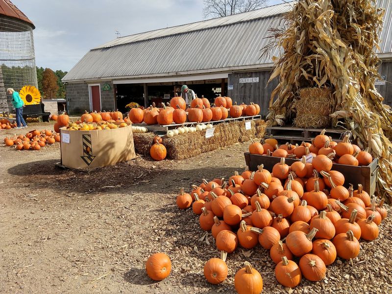 Grab Pumpkins, Mums, And Homemade Sunflower Oil Before Leaving