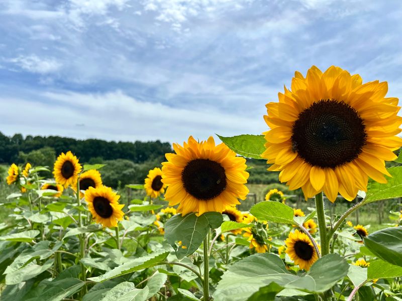 Grab Some Clippers and Go Flower Hunting Grab Some Clippers and Go Flower Hunting