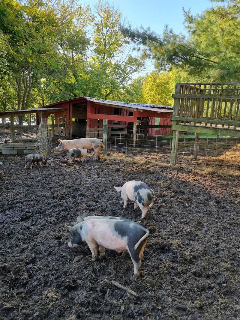 Great Country Farms, Bluemont, Virginia