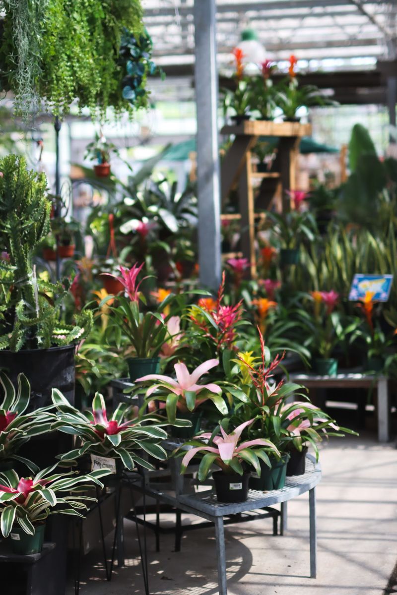 Greenhouse Jungle Vibes Without a Passport Greenhouse Jungle Vibes Without a Passport