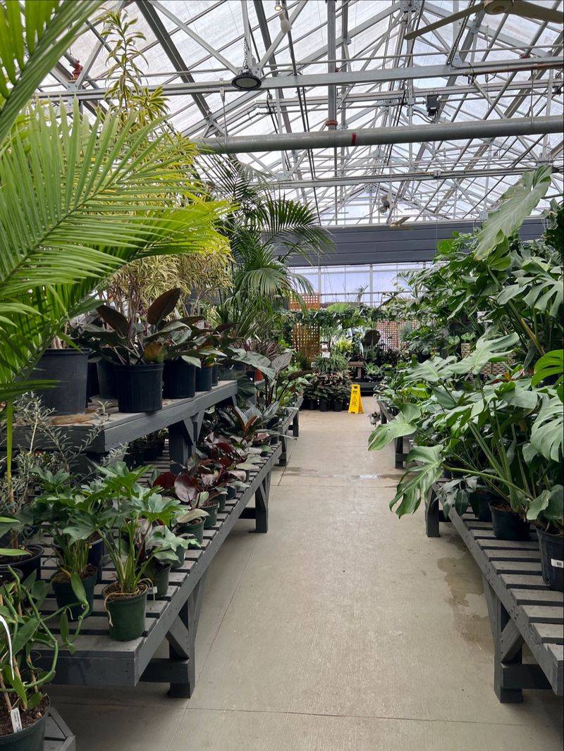 Greenhouse Jungle of Houseplants and Tropicals