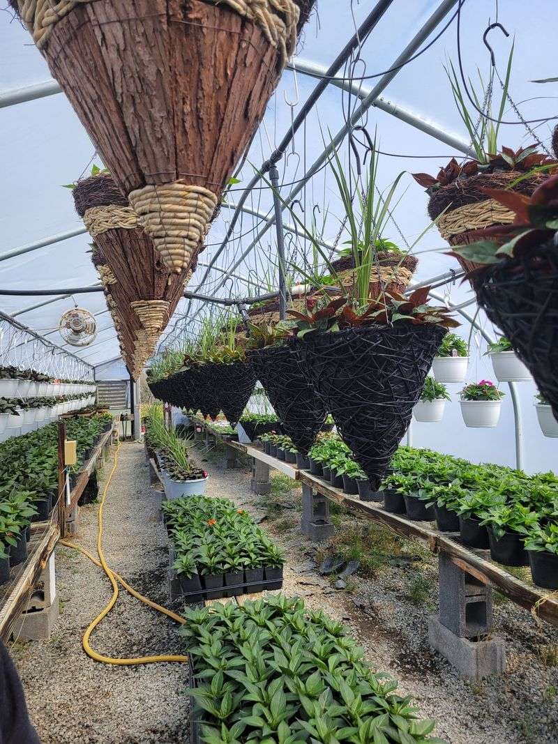 Greenhouses Bursting With Spring Blooms