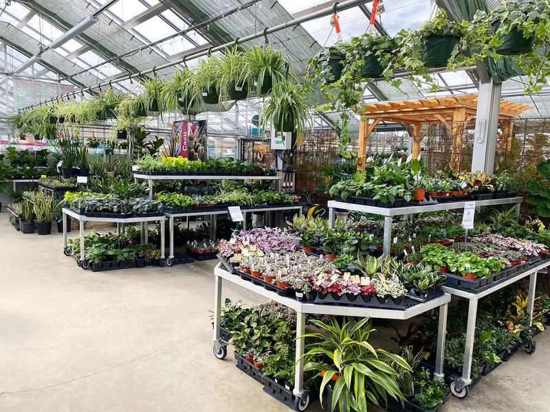 Greenhouses Packed With Color