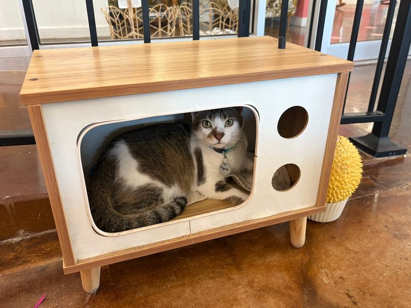 Grooming, Boarding, and Adoption Services