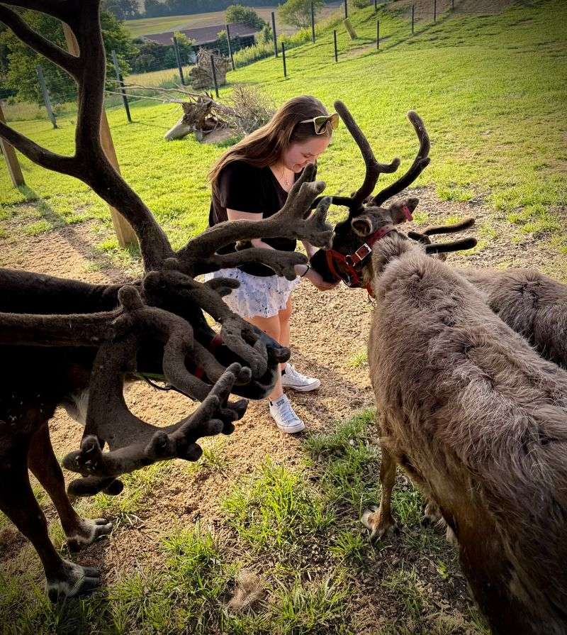 Hand-Feeding Reindeer Right in Their Pasture Hand-Feeding Reindeer Right in Their Pasture