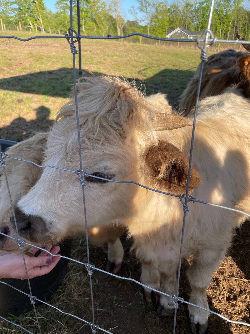 Hand-Feeding Turns Shy Visitors Into Instant Cow Friends Hand-Feeding Turns Shy Visitors Into Instant Cow Friends