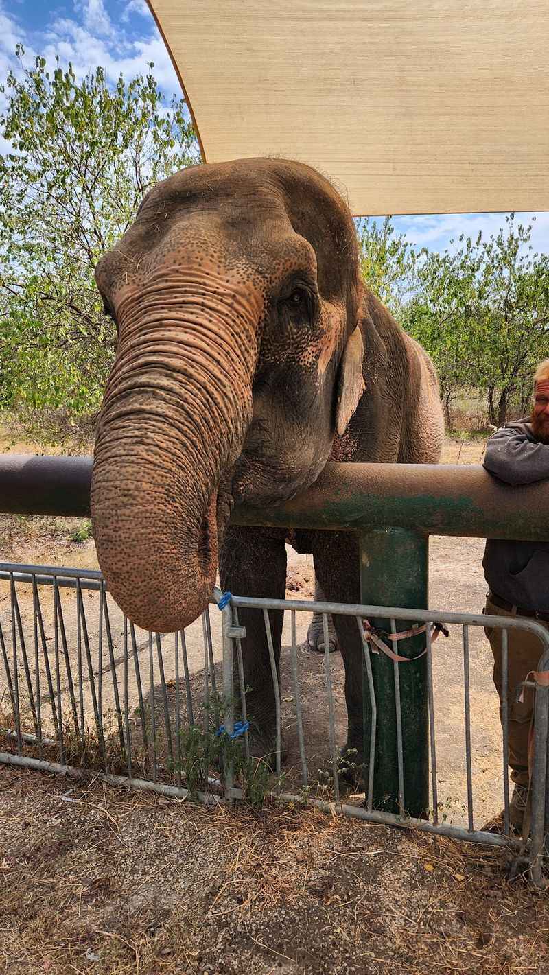 Hand-Feeding a Trunk Full of Personality