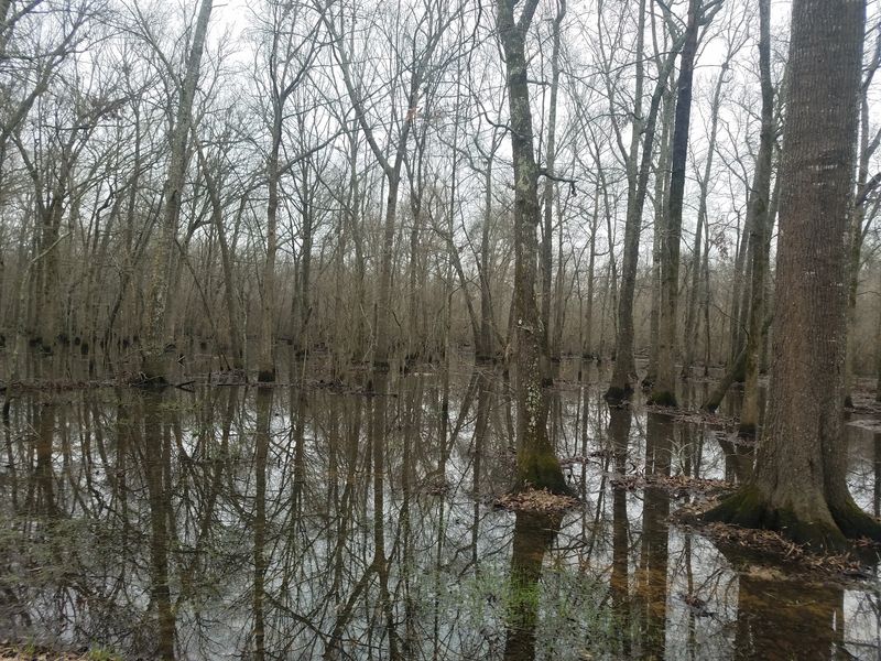 Hardwood Bottomlands Full of Shade and Birdsong Hardwood Bottomlands Full of Shade and Birdsong